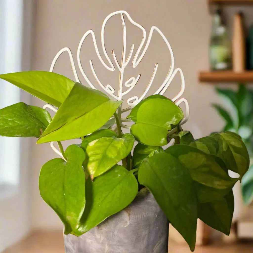 Monstera Leaf Houseplant Trellis