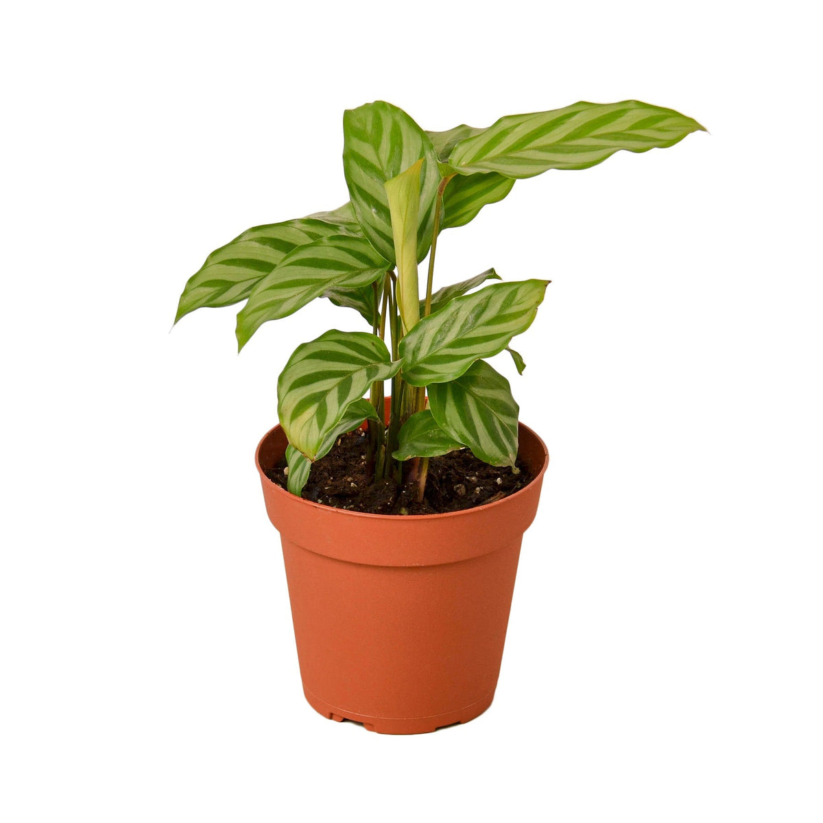 Calathea Concinna 'Freddie' - 4" Pot