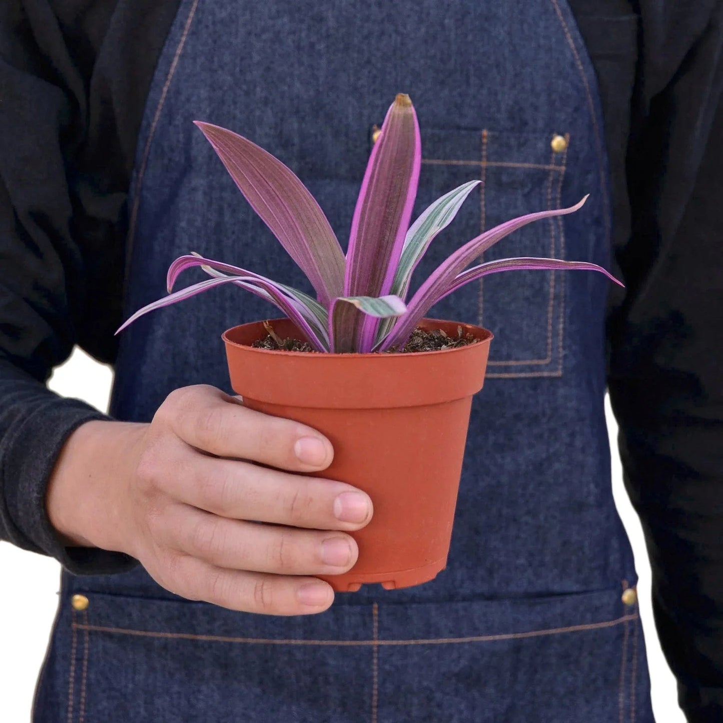 Oyster Plant 'Moses in the Cradle' - Fleurish Plant Care, LLC