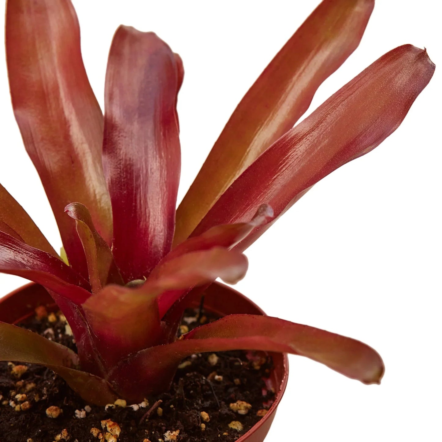 🐾Bromeliad 'Fireball'