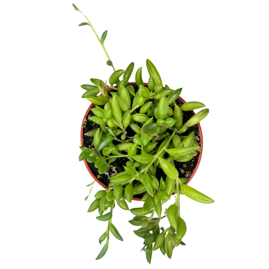 4" String of Bananas (Curio Radicans)