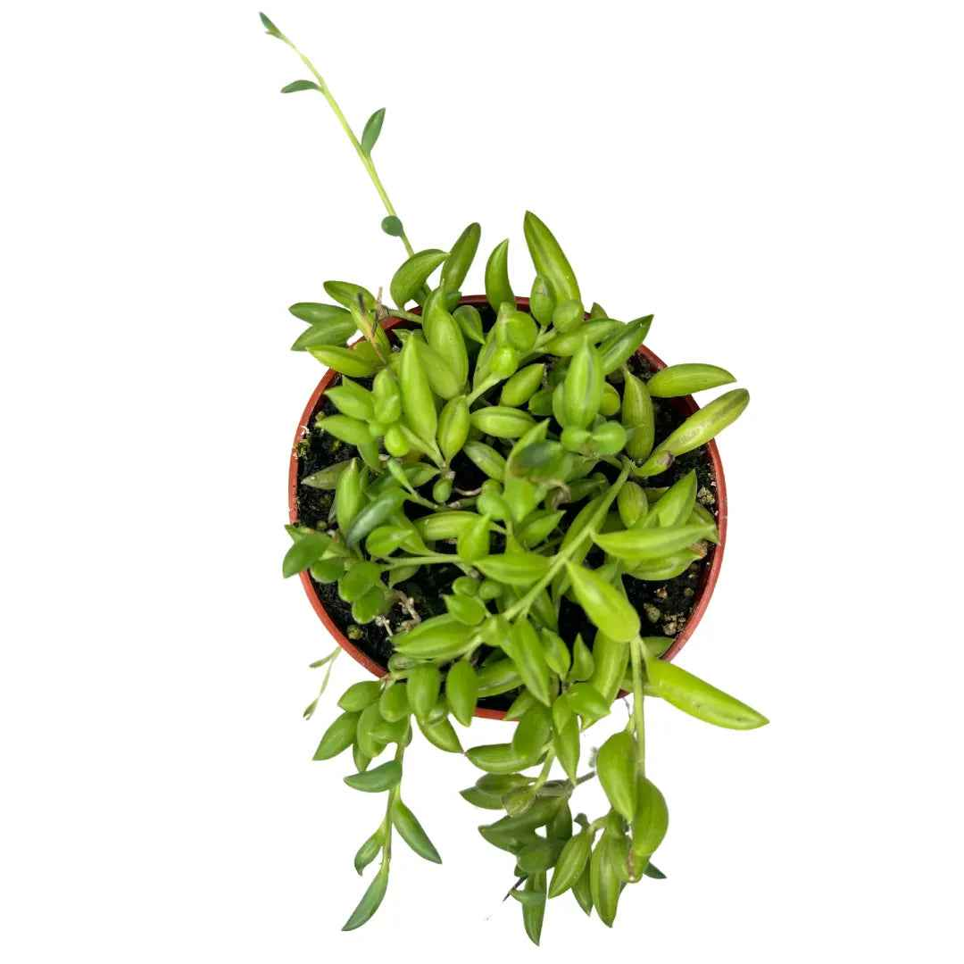 4" String of Bananas (Curio Radicans)