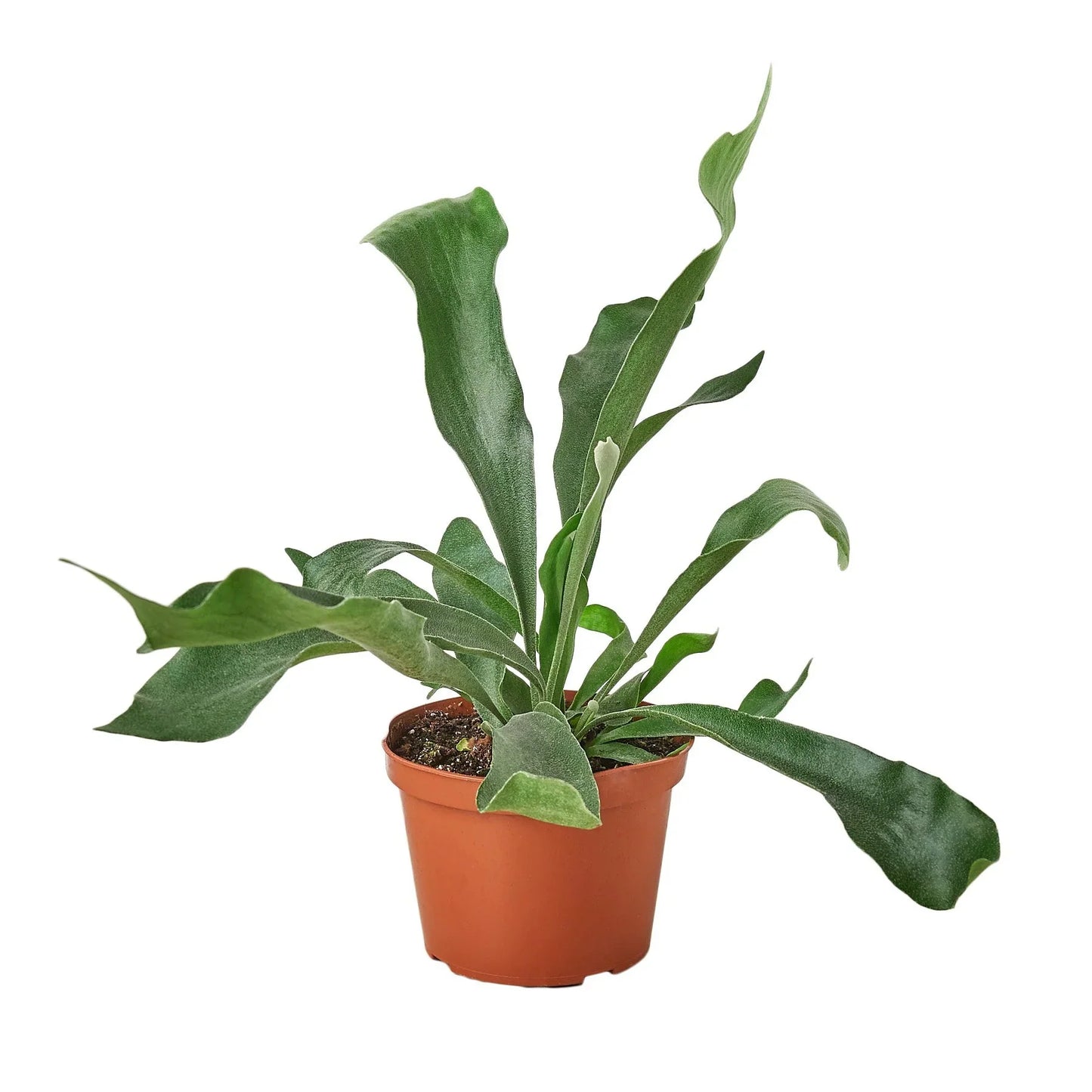 🐾Staghorn Fern