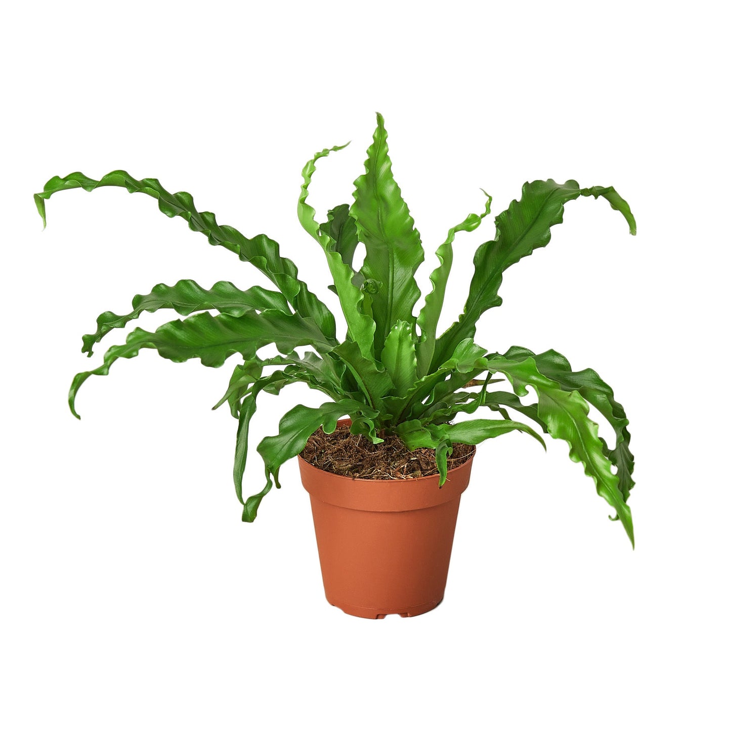 š¾Birdās Nest 'Victoria' Fern