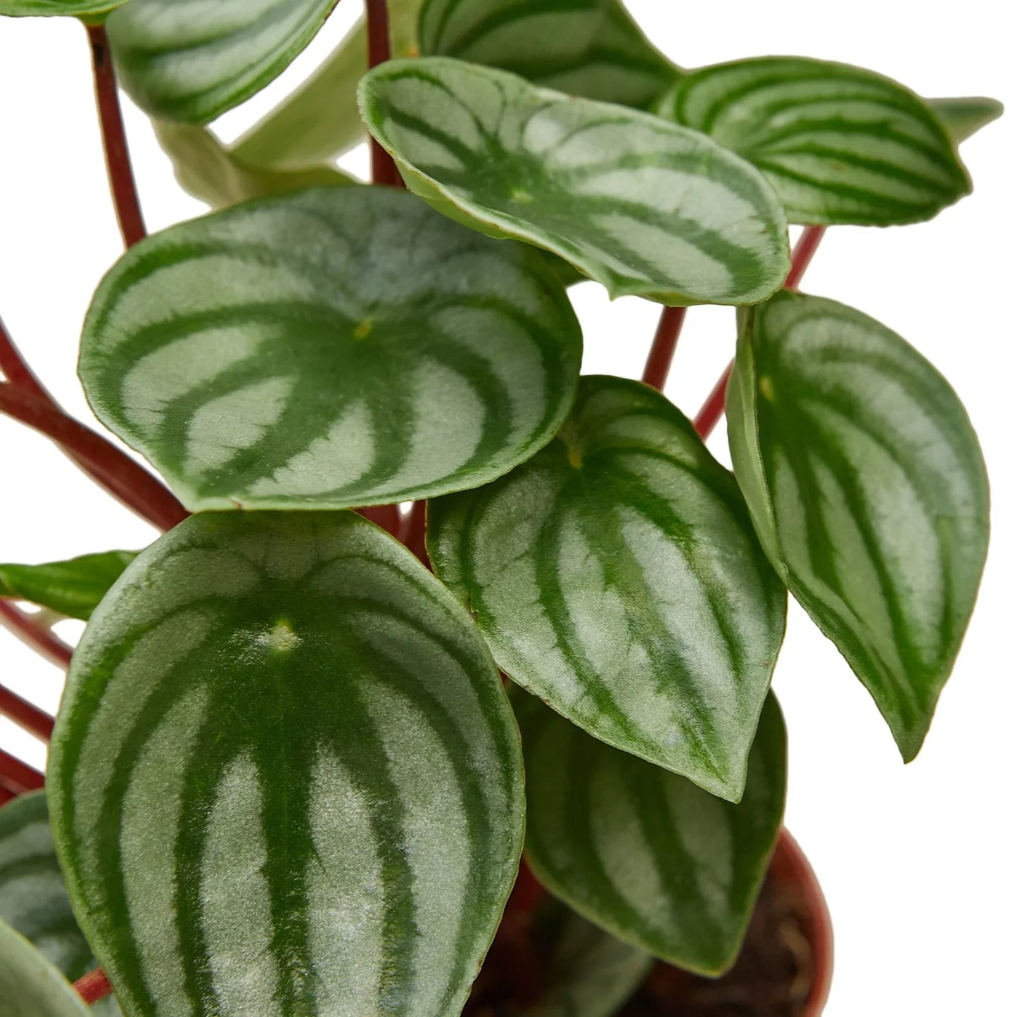 🐾Peperomia Watermelon