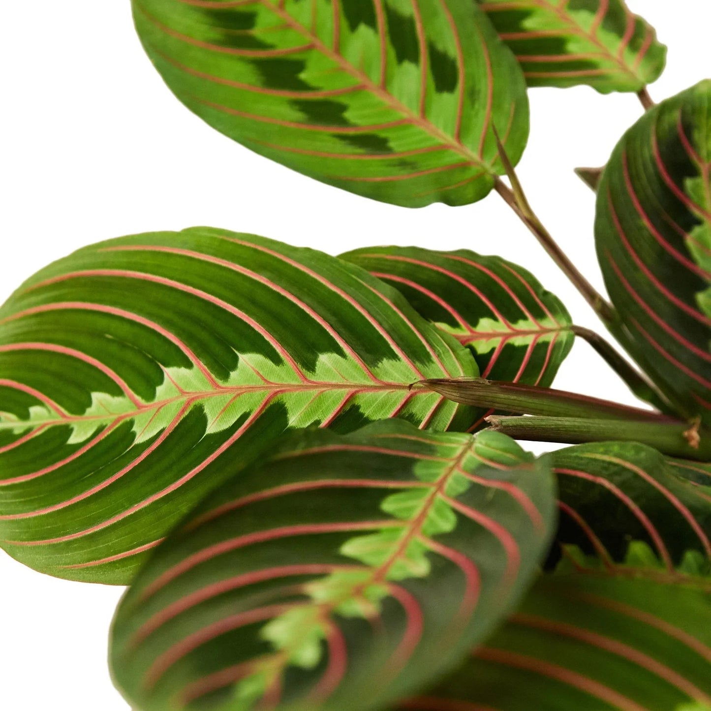 🐾Maranta Red Prayer - Fleurish Plant Care, LLC