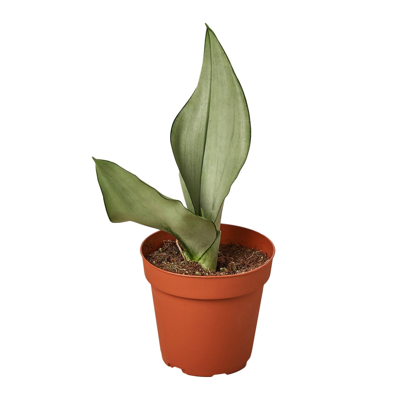 Snake Plant Moonshine - Fleurish Plant Care, LLC
