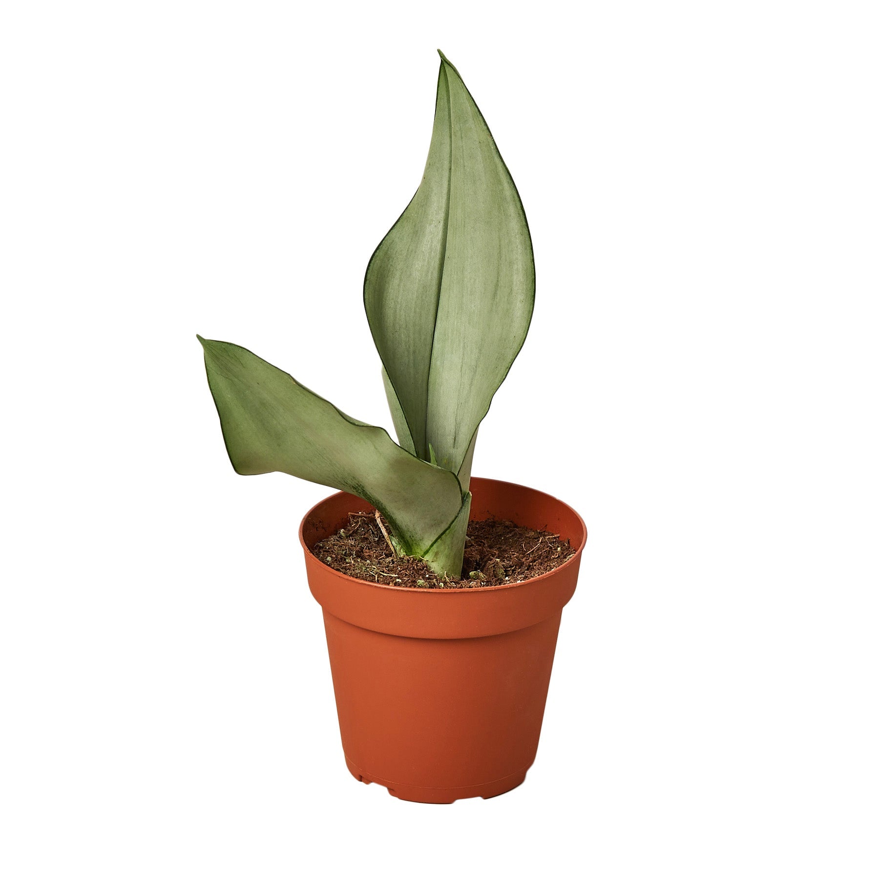 Snake Plant Moonshine - Fleurish Plant Care, LLC
