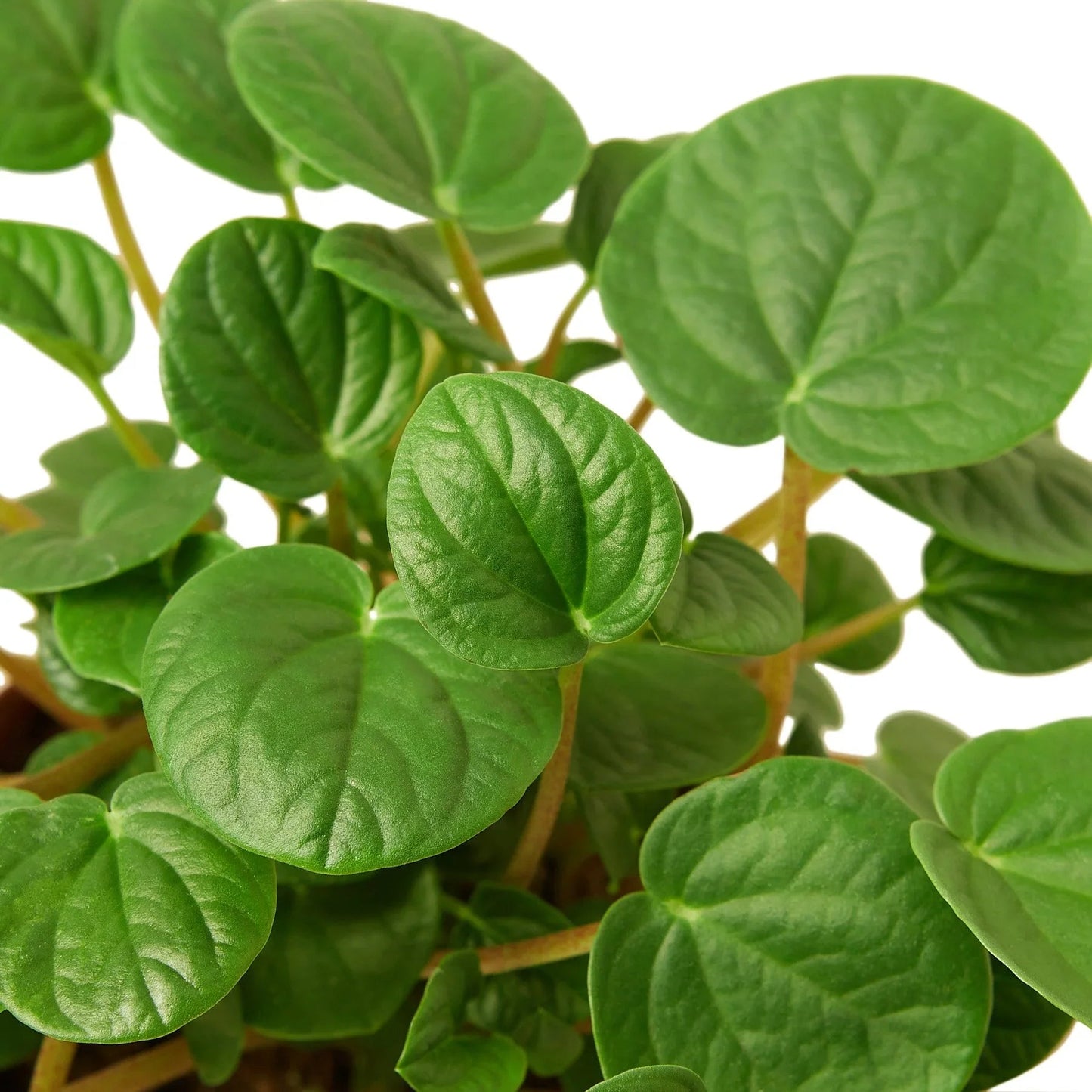 Peperomia 'Rana Verde' - Fleurish Plant Care, LLC