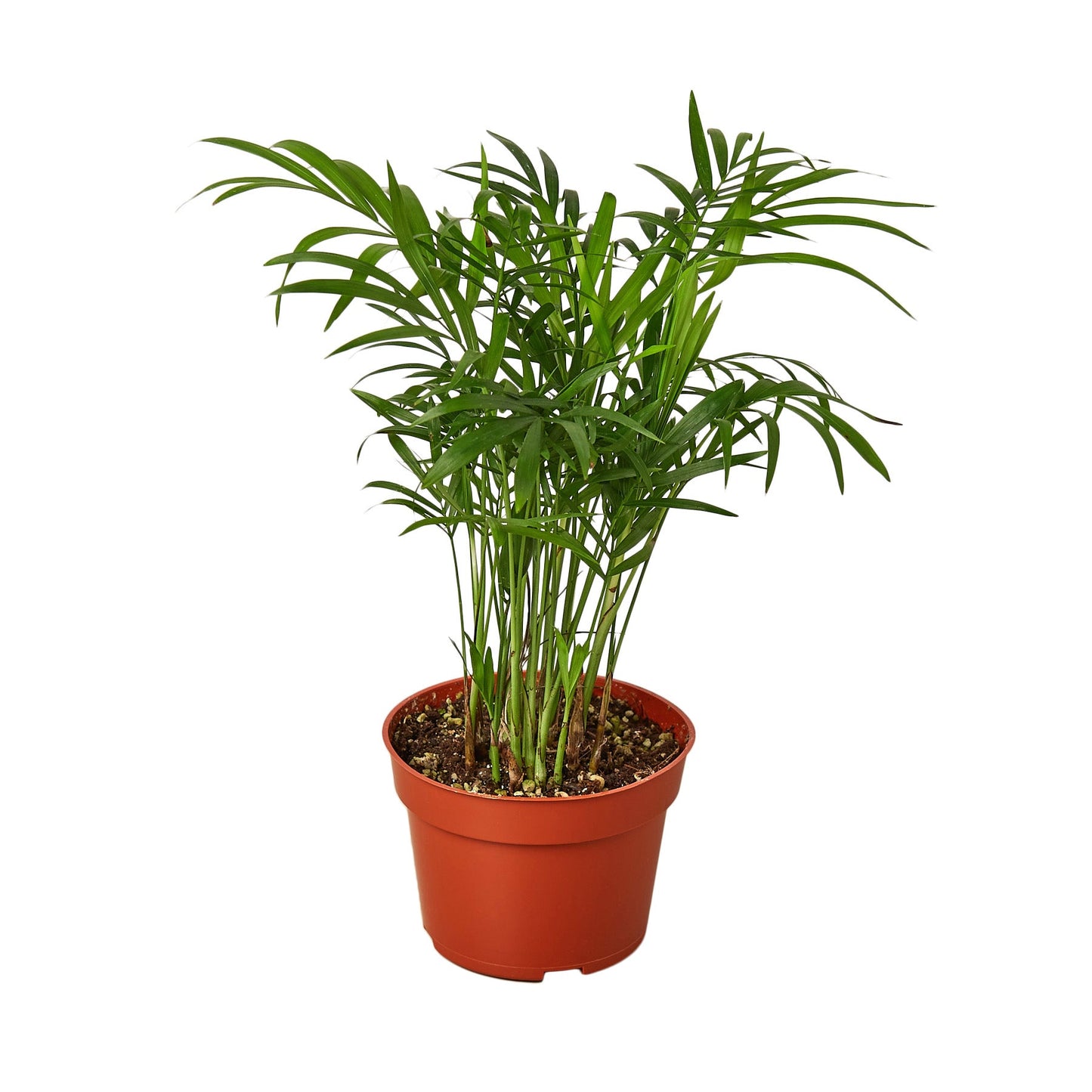 🐾Parlor Palm