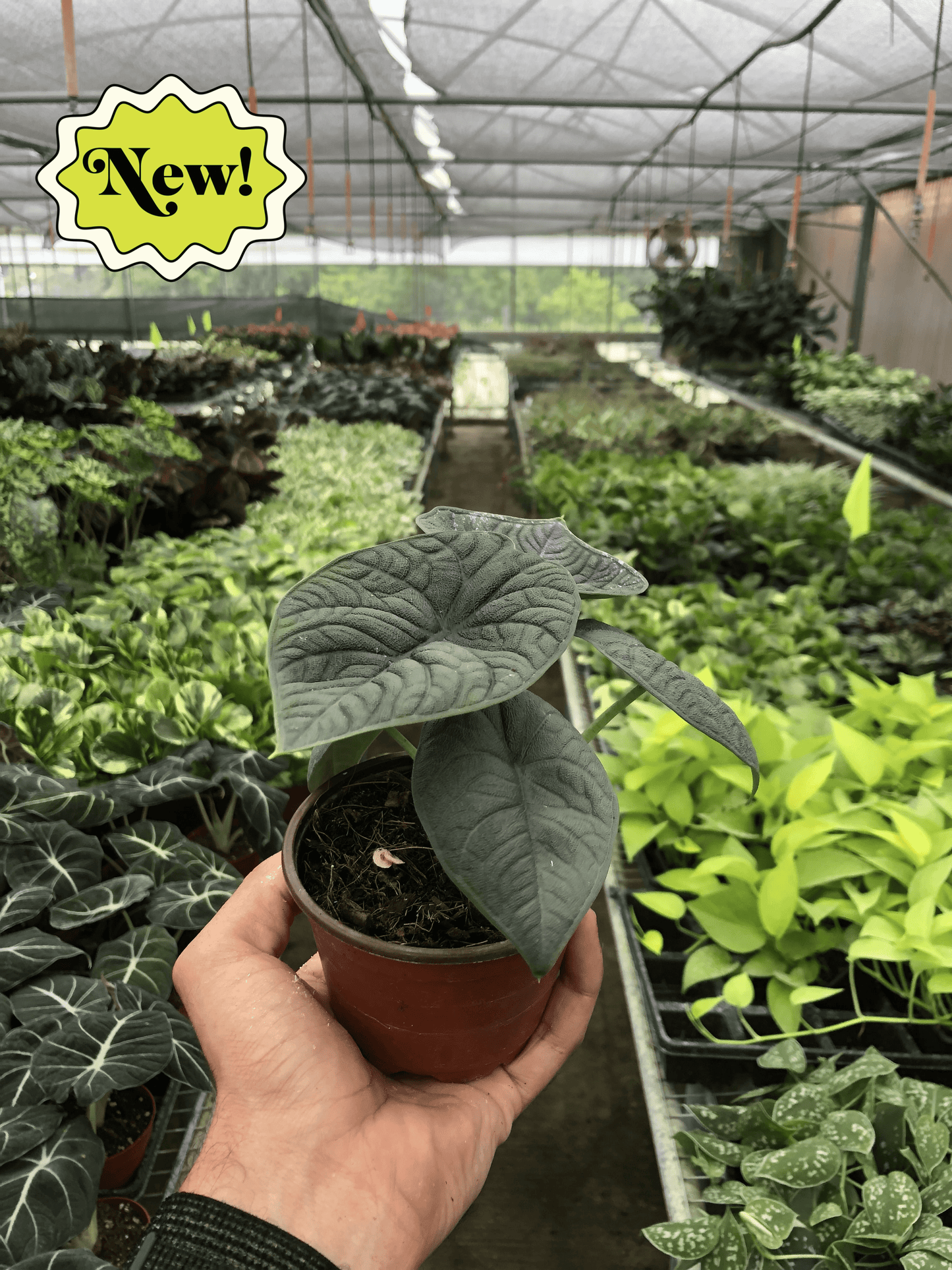 Alocasia 'Melo' - Fleurish Plant Care, LLC