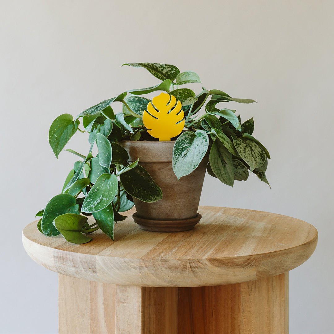 Sticky Traps for Plant Pests - Fleurish Plant Care, LLC