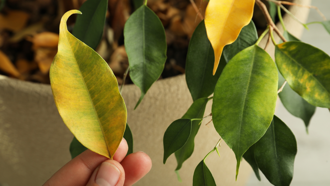 Why Are My Houseplant Leaves Turning Yellow?