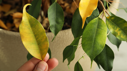 Why Are My Houseplant Leaves Turning Yellow?