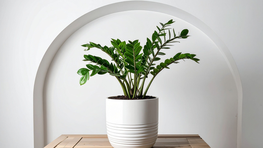 The Best Plants for People Who Forget to Water