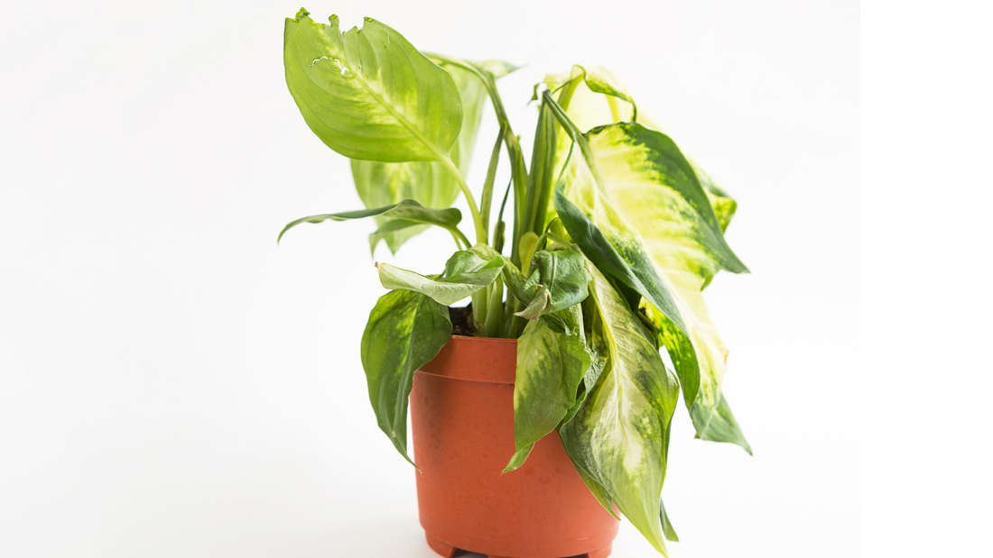 How to Diagnose a Struggling Houseplant: Look --> Check --> Understand --> Adjust