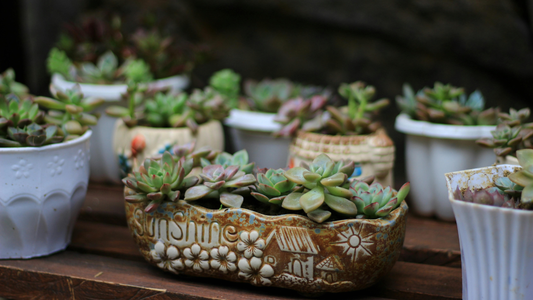 Perfect Plant Partners: Creating Houseplant Harmony at Home 🌿