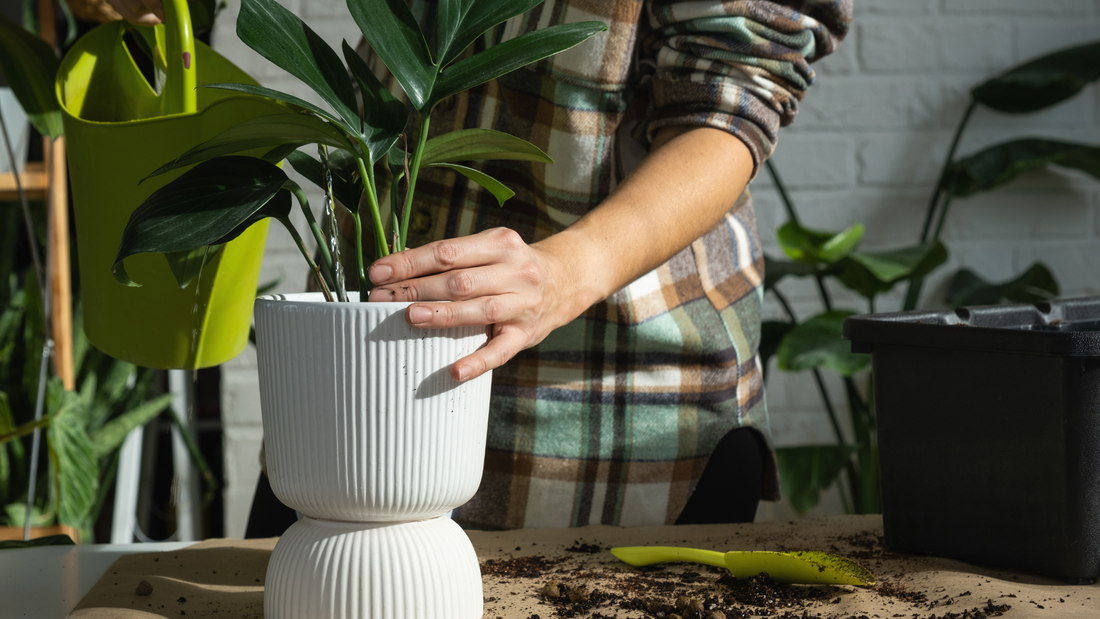 Every House Needs a Plant