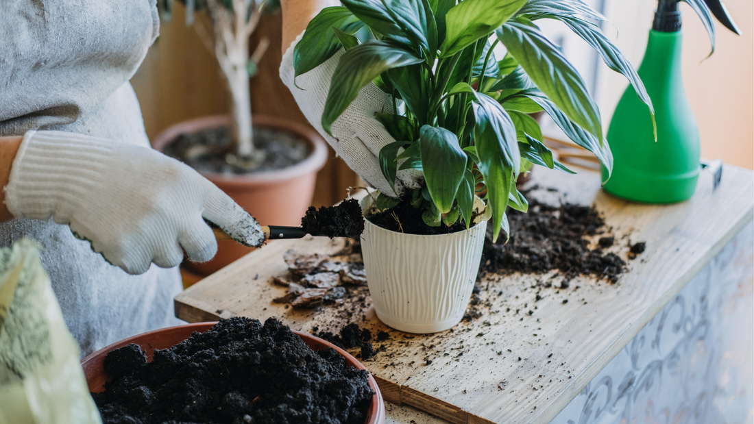 What's Actually in My Houseplant Soil—and Why I Add Each Ingredient