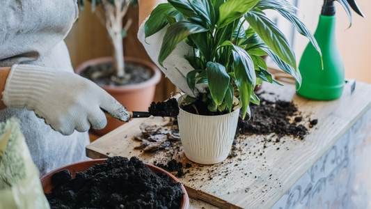 What's Actually in My Houseplant Soil—and Why I Add Each Ingredient