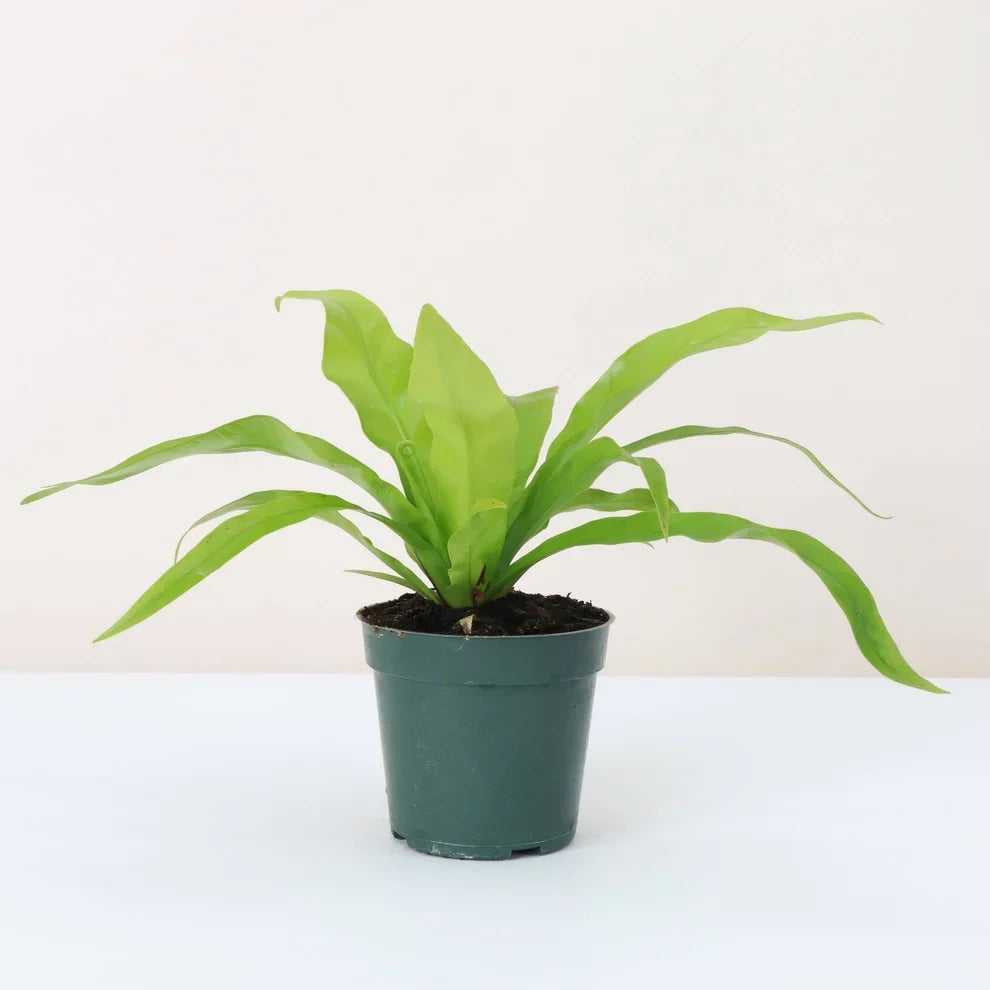 Pet-Friendly Plants That Keep Your Space Green—and Your Pets Safer