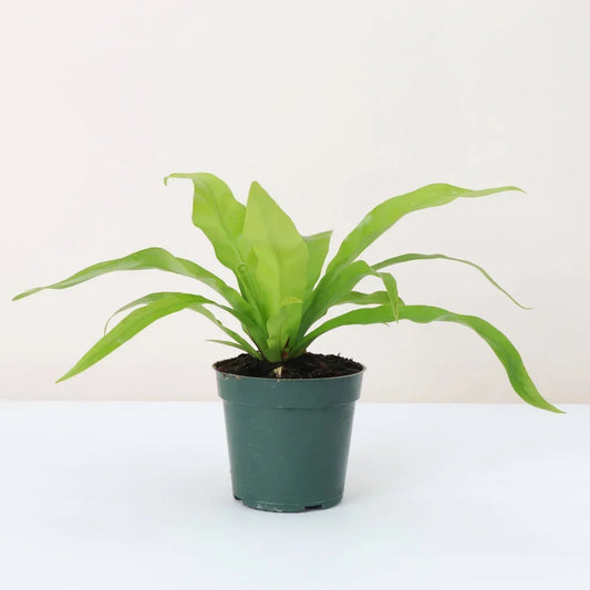 Pet-Friendly Plants That Keep Your Space Green—and Your Pets Safer