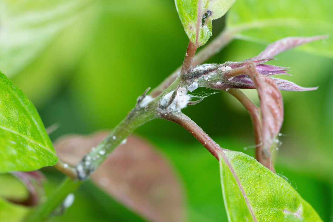 How to Treat Mealy Bugs in Plants