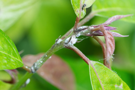 How to Treat Mealy Bugs in Plants