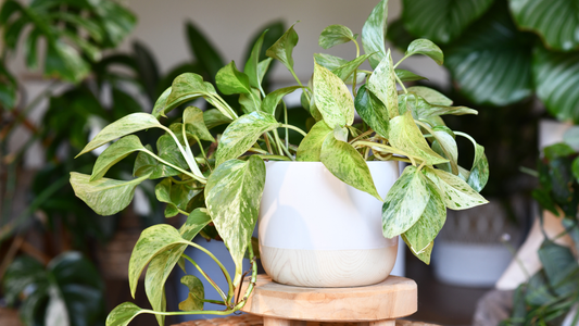 Why Is My Houseplant Still Wet? How Shorter Days Change Watering