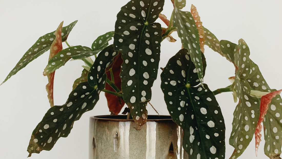 Begonias: The Plant That Turns Collectors Into Obsessive Plant Parents 🌿