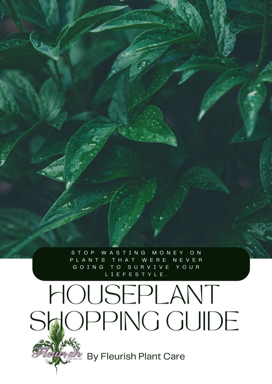 How To Shop For Houseplants: Get The Free Guide