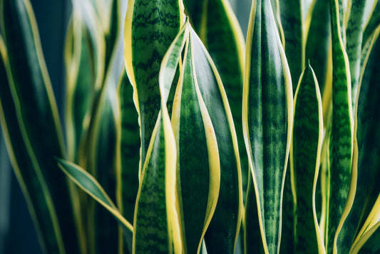 Snake Plants 101: Easy Varieties, Easier Care