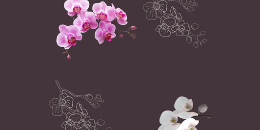 How to Care for Orchids: The Free Guide