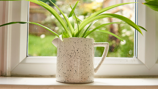 The Spider Plant