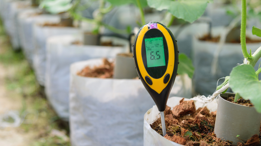 How to Keep Your Houseplants Happy During a Summer Heat Wave