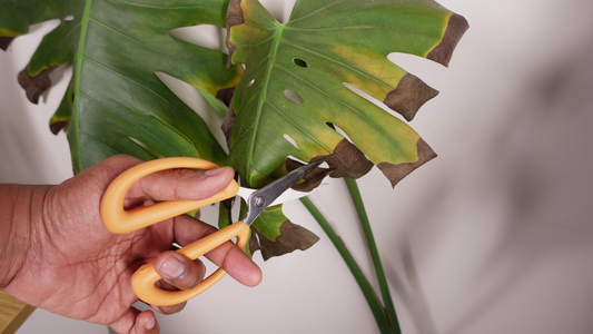 Why Are the Tips of My Plant's Leaves Turning Brown?