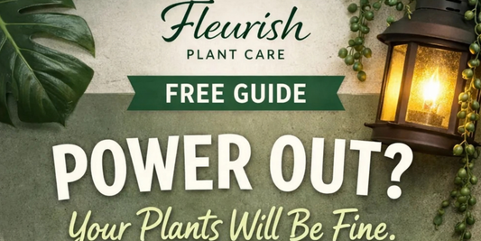 How to Care for Plants During a Power Outage
