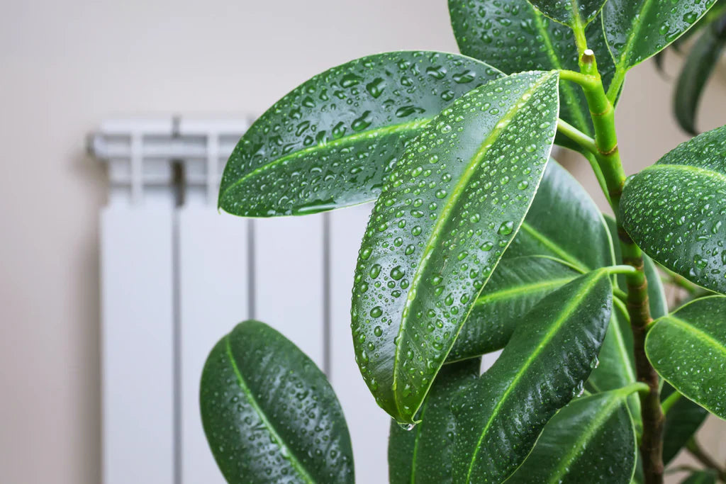 From Dry to Thriving: How Humidity Trays & Misters Can Revive Your Houseplants?
