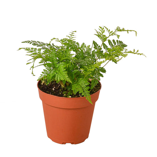 🐾Rabbit's Foot Fern