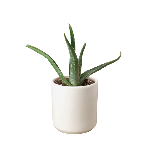 Aloe Vera - Fleurish Plant Care, LLC
