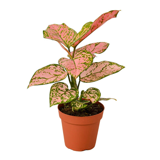 Chinese Evergreen 'Lady Valentine' - Fleurish Plant Care, LLC