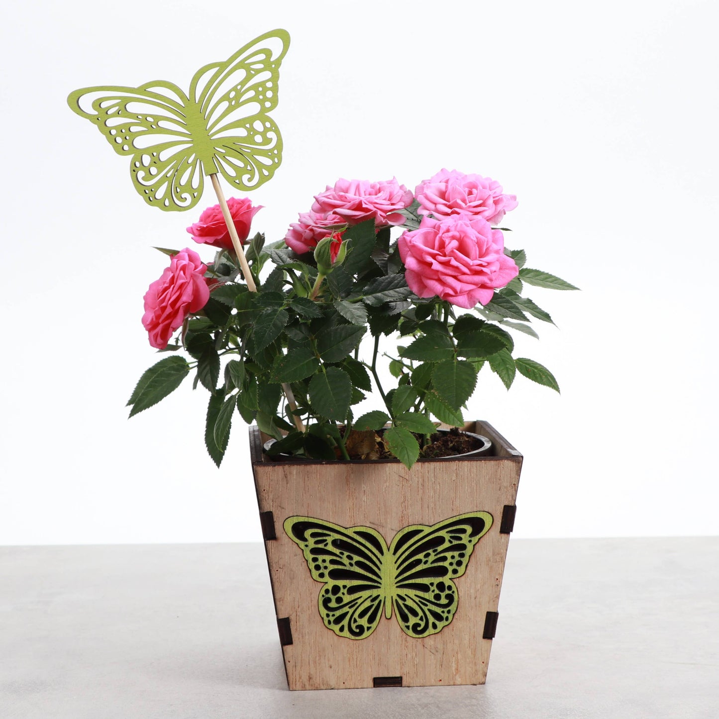 Butterfly Design Wooden Pot for Houseplants - 4" Size