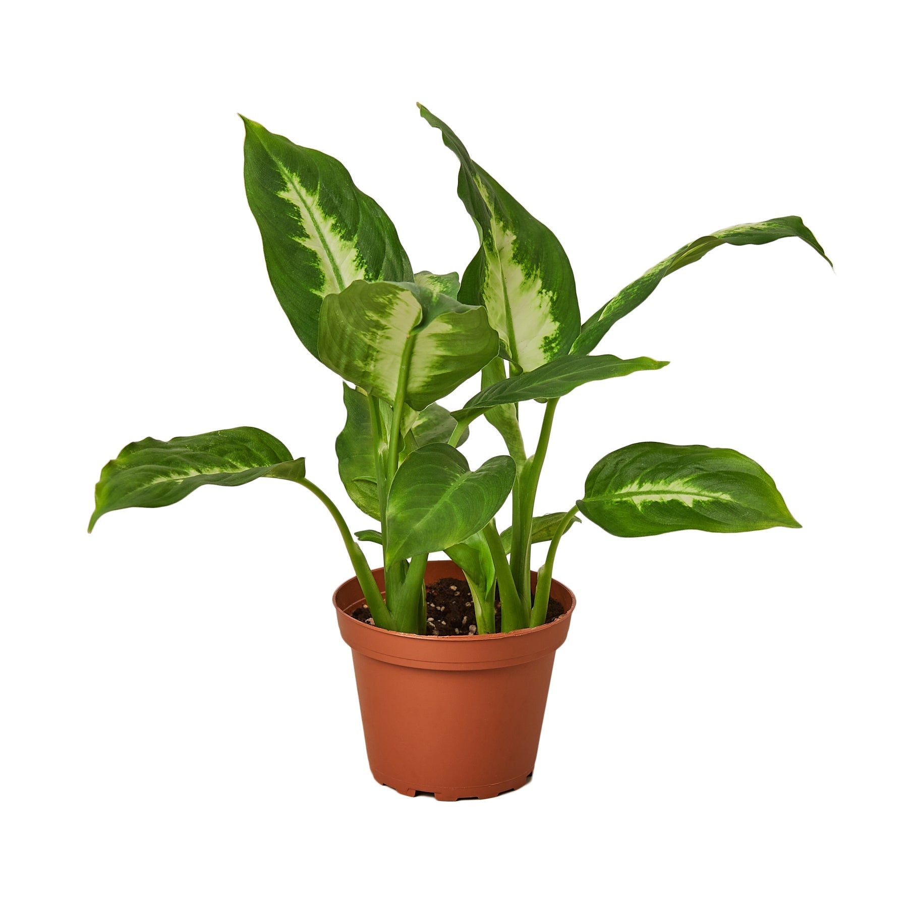 Dieffenbachia Camille - Fleurish Plant Care, LLC