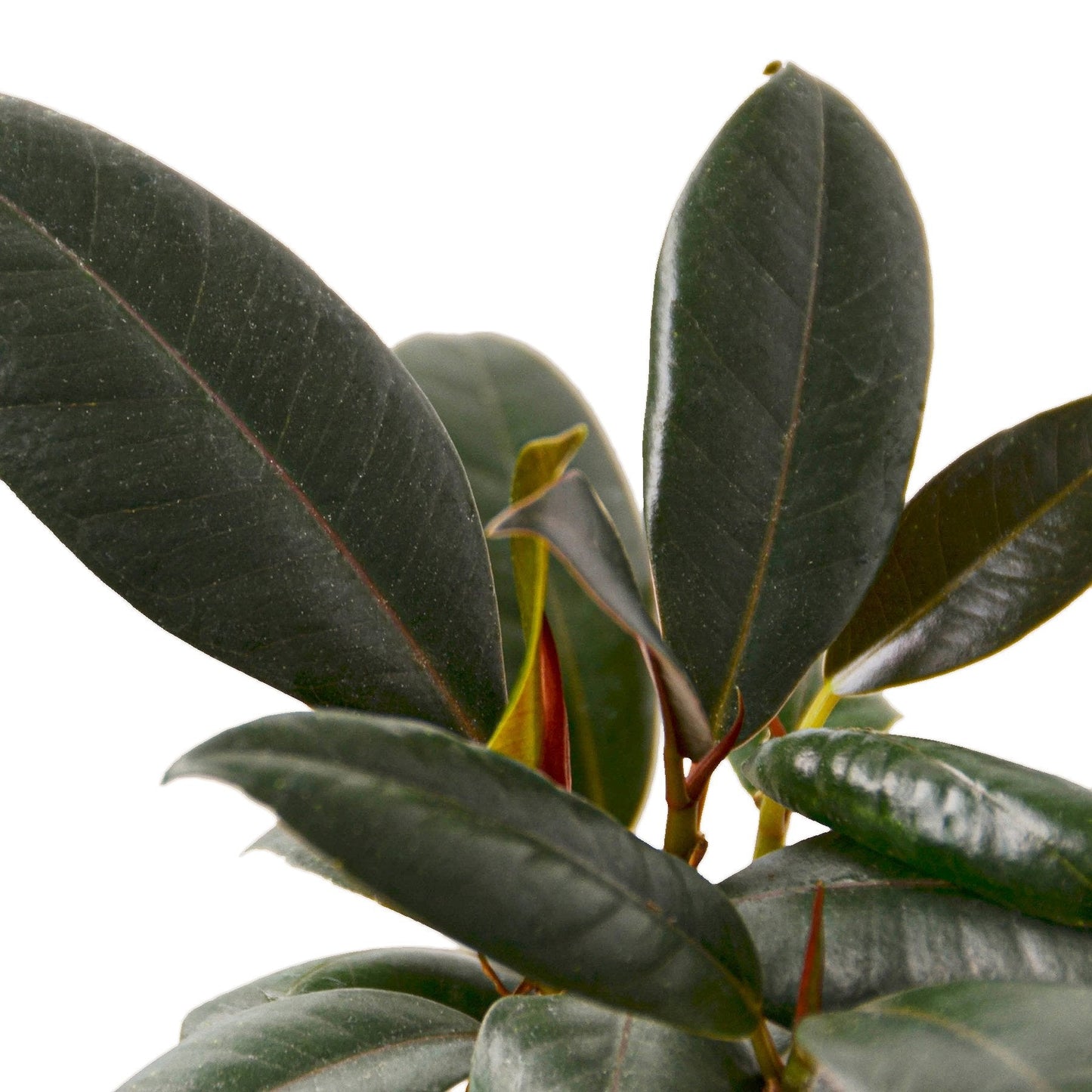 Ficus Elastica 'Burgundy' - Fleurish Plant Care, LLC