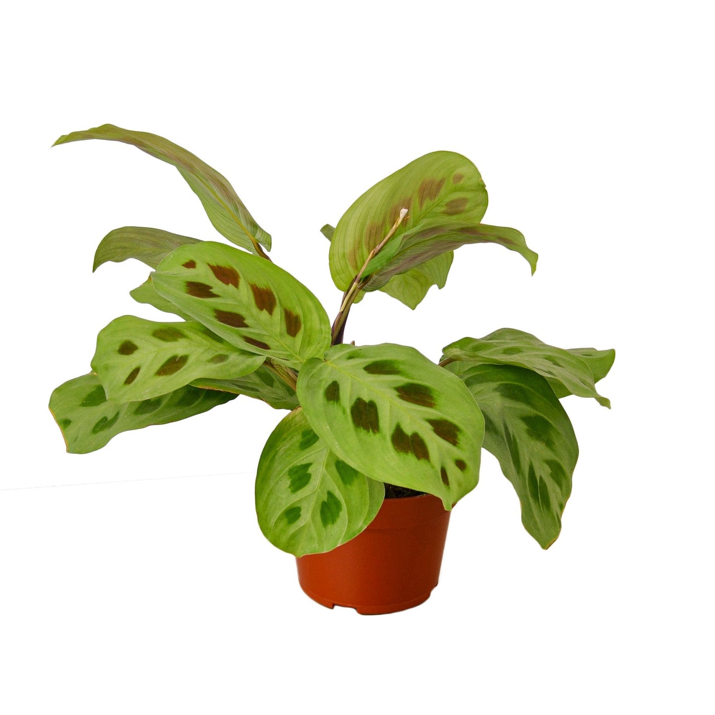 Maranta 'Leuconeura' - Fleurish Plant Care, LLC