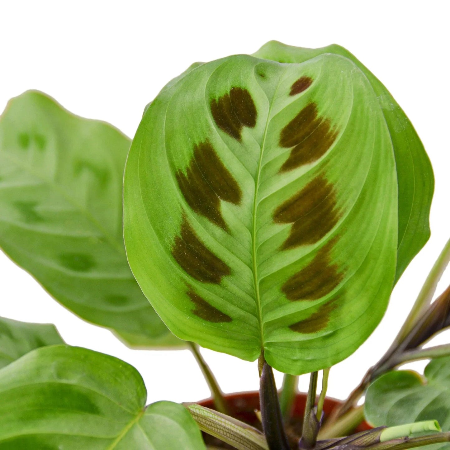 Maranta 'Leuconeura' - Fleurish Plant Care, LLC