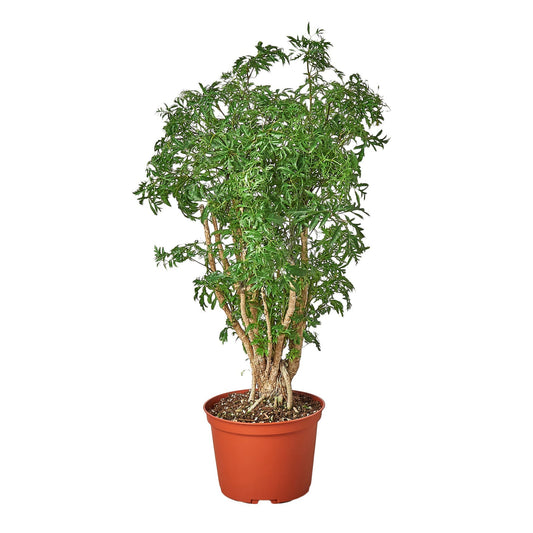 Aralia Ming Stump Plant - Fleurish Plant Care, LLC