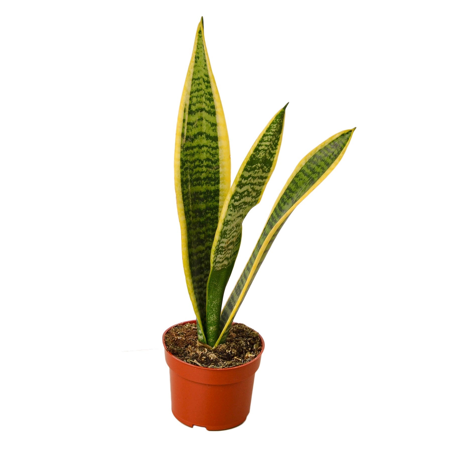 Snake Plant Laurentii - Fleurish Plant Care, LLC