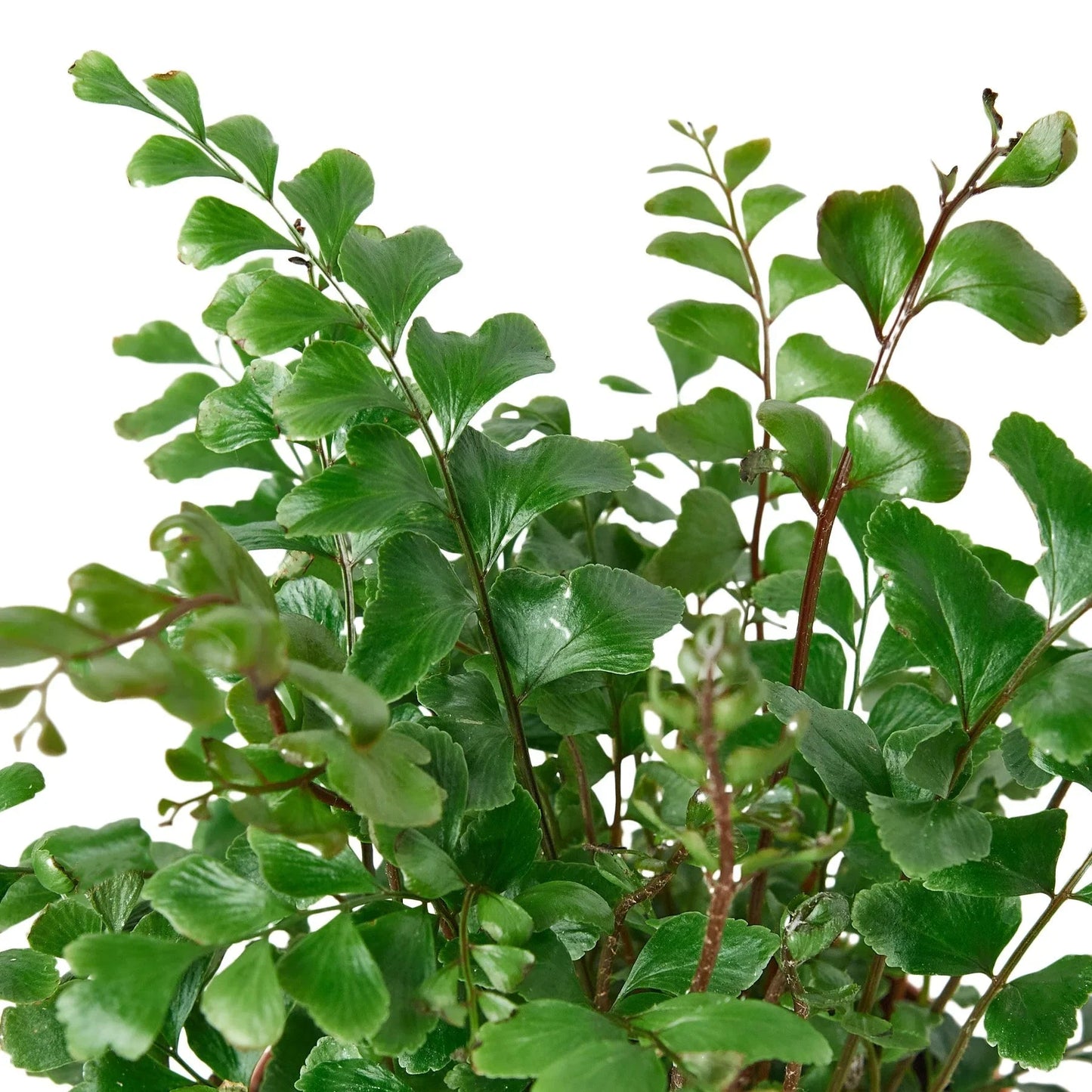 Mahogany Fern - Fleurish Plant Care, LLC