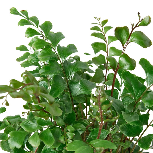 Mahogany Fern - Fleurish Plant Care, LLC
